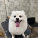 개털깎는마리오 이미지