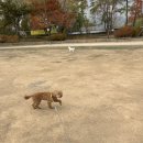 나밍밍 강아지네 이미지