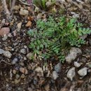 냉이 Capsella bursa-pastoris (L.) Medik. 이미지