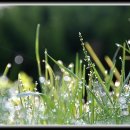 아침이슬 이미지