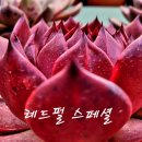레드펄