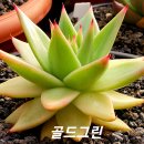 골드그린 이미지