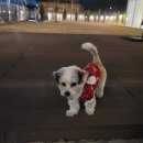 연희재 애견펜션 이미지