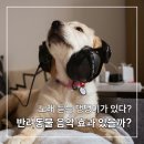 하이반려동물행동클리닉 | 반려동물 노래 진짜 효과 있을까? 과학으로 검증해보기