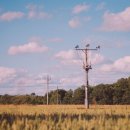 양촌애견 이미지