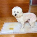 더펫 | 강아지 냄새 없애는 법 추천｜인포레스트 피톤치드 더펫 후기