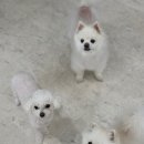 월 스트리트 애견유치원 이미지