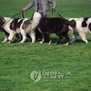 Dog# 이미지