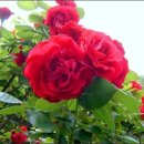 Re:5, 6월 장미의 계절 - 꽃 중의 꽃 장미. 이미지