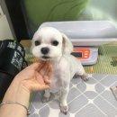 말티스토리 이미지