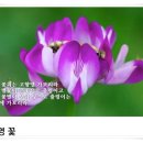 자운영꽃