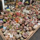 호산나화원 이미지