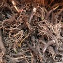 한상태농장 이미지