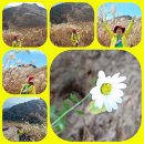 누리장 열매 용담 취나물꽃 씀바귀 개나리 꽃향유 진달래(23.10.27) 이미지