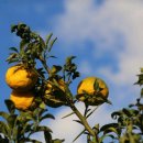 (주)영동스크랩 | 유자 햇유자 생유자[공구마감] 거제 해풍유자 겨울건강 지키는 기특한 유자 수확중이어유 내일부터 순차...