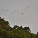 부평선착장 Daum카페