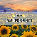 강주마을회관 | 7월 경남 함안 축제 강주 해바라기 마을 입장료 주차 개화 상태