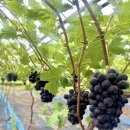 재우농장 이미지