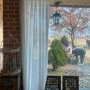 보니소네트 이미지