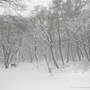 숲의동화 이미지