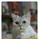 펫시안