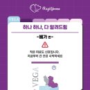 “입소문 난 이유?” 반려동물 간 영양제 ‘베가’ 후기 &amp; 급여 팁 총정리