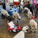 인정사슴목장 | 두 돌 아기 제주도 4박5일 ① 일정표 공유, 아이랑 가기 좋은 BEST 3, 비행기 탑승 꿀팁 총정리(지도공유)