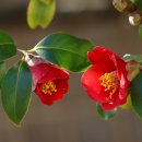 동백꽃백화점 이미지