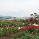 기차마을 장미공원 이미지