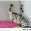 미모고양이 이미지