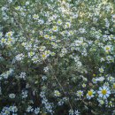 쑥부쟁이 이미지