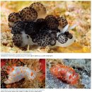 의태(擬態) - 왜 일부 해양생물들은 서로 닮아 있을까? 이미지
