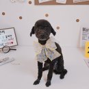 알콩달콩 애견미용실 이미지