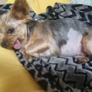 김천연합동물병원 이미지