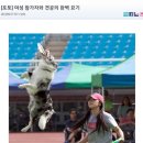 플라잉독 이미지