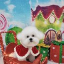 그루밍_light 이미지