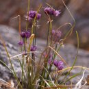 【세모산부추 Allium thunbergii var. deltoides】 「잎은 단면이 반원통형 모양」 이미지