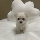 멍앤냥 강아지고양이 안양점 이미지