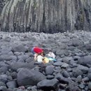 제주민들레 이미지