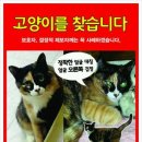 충북 영동 계산리/여아/삼색이/8살/ 이미지