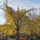 은행마을 이미지