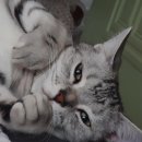 엑슬루 동물병원 이미지