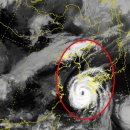 완도19호 이미지