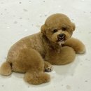 카멜리몽 이미지