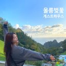 울릉벚꽃 이미지