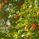 남원읍-67 이미지