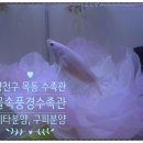 물속풍경수족관 | 서울 양천구 목동 "물속풍경 수족관" 후기!(목동수족관, 서울수족관, 베타분양, 열대어, 라미네즈분양)