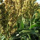 고선농장 이미지