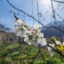 지리산황금나무 이미지