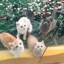 부산고양이분양 퍼스트캣 부산점 이미지